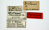 CollectionObject 1567875; 2d51652e-07d6-420b-8343-4d83e635c4b7: labels (paratype). (CollectionObject).