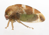 Live specimen: !! display not done !! on Cyrtolobus togatus Woodruff, 1924: (Observation).