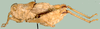 Trachypetrella anderssonii (Stål, 1875): lateral view. (Otu).