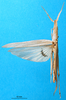 CollectionObject 1501289; 838544be-f956-4edd-998d-b5a0ef908693: female, dorsal view (holotype). (CollectionObject).