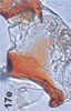 Anal tube processes on Bretega quinispiverpa Stiller, 2017: Anal tube process. (Observation).