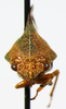 Smilia Germar, 1833: _Smilia fasciata_. (Otu).