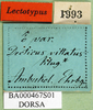 CollectionObject 1501057; e58dbd6b-4d47-4f74-a955-bba920733ce3: labels (lectotype). (CollectionObject).