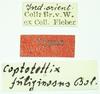 CollectionObject 1532609; e9ee4c99-5d97-446d-b140-fe8f63ad14ad: labels (syntype). (CollectionObject).