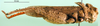 CollectionObject 1501148; 5c334f37-3140-40b3-aad2-87b5173a5e32, DORSA BA000825S01: male, lateral view (holotype of Asiotmethis limbatus motasi). (CollectionObject).