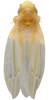 Habitus, dorsal view on Erythridula martini (Hepner, 1976): Habitus (MSU collection). (Observation).