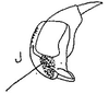 Head: !! display not done !! on Eusceloidia nitida Osborn, 1923: head, laterally. (Observation).
