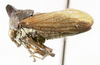 Hemicentrus Melichar, 1914: _Hemicentrus_. (Otu).