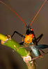 CollectionObject 1536715; 1e7ff0e8-65c0-4dae-8382-26688b36b1a8, CH4002: male. (CollectionObject).