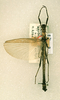 CollectionObject 1561289; 8f281c2e-6aa5-41c0-9319-60315d683e03: copyright RMNH, Leiden. male (holotype). (CollectionObject).