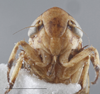 Head: !! display not done !! on Anoscopus serratulae (Fabricius, 1775): Head - Dark. Dark color variation. (Observation).