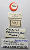 CollectionObject 1518360; f0894278-dc44-434a-be3d-7fe0436c0606: male, labels (lectotype). (CollectionObject).