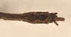CollectionObject 1560849; 4101d71e-1523-4797-8024-8c5ff66e4919: copyright OUMNH. male: end of abdomen, dorsal view (holotype). (CollectionObject).