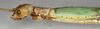 CollectionObject 1558984; NMW 855, 4f66fea9-d52e-4a36-aae4-bf496da2424c: copyright NMW, Vienna. female: head and thorax, lateral view (syntype). (CollectionObject).