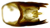 Pygofer, dorsal view on Coarctana rana (DeLong & Wolda, 1982): Male [DZRJ]: pygofer and anal tube, dorsal view. (Observation).