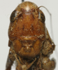 CollectionObject 1535152; b1bfa7a8-b368-43c5-ba26-d93a62cbfab9: female face (lectotype). (CollectionObject).