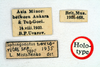 CollectionObject 1519546; 1a93b8fa-6a55-41c1-a8bb-071a68848e70: labels (holotype). (CollectionObject).