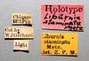 Other on Delphacodes staminatus (Metcalf, 1923): (Observation).