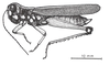 Costalimacris neotropica Carbonell & Campos Seabra, 1988: Fig. 1. male habitus. (Otu).