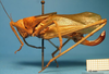 CollectionObject 1538287; ca4c963a-fa3e-462e-a2c4-4ce2579a4164: female, lateral view (holotype). (CollectionObject).