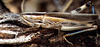 Amphitornus coloradus coloradus (Thomas, 1873): female (USA, Utah, Provo). (Otu).
