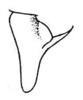 Pl. XXIII, Fig. 1. dorsal outline of male cercus. Depicts Conocephalus (Opeastylus) longipes (Redtenbacher, 1891), an Otu.