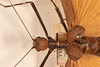 CollectionObject 1562151; 839707dd-c54e-4102-8fea-df0ef587d043: copyright UMO. female: head & thorax, dorsal view (holotype). (CollectionObject).