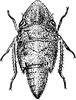 Nymph: (Observation).