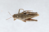 CollectionObject 2870562; CNCI 1043103, 8f0665a4-e063-4cb0-b3e2-63bc11e43abb: Buckellacris chilcotinae chilcotinae. (CollectionObject).