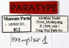 CollectionObject 1587521; MNHN(SF IMPORT DUPLICATE) MNHN-EP-EP812, 91889ba3-0458-456f-a44f-0eb361d313bf: CC BY-NC-ND 4.0/MNHN - Depraetere Marion - 2014. Paratype, male, of parvus Grandcolas & Park, 2005. Specimen number: MNHN-EP-EP812. http://coldb.mnhn.fr/catalognumber/mnhn/ep/ep812. (CollectionObject).