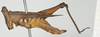 CollectionObject 1517906; 247f9ff2-fd3a-4221-b23e-98319edee4b0, NHMUK10924425: female, lateral view (holotype). (CollectionObject).