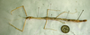 CollectionObject 1559530; 8de1b60d-664c-4531-b4b8-c78462bfb40c: copyright NZSI, Calcutta. female (syntype) ?. (CollectionObject).;CollectionObject 1559531; 926890be-c9b2-4527-ac02-d8bd970eecc7: copyright NZSI, Calcutta. female (syntype) ?. (CollectionObject).;CollectionObject 1559532; 36e99b84-a12b-49fc-b050-2e9f3ef85433: copyright NZSI, Calcutta. female (syntype) ?. (CollectionObject).
