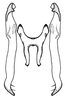 Connective: !! display not done !! on Tetralidia prolata (Bortolli Chiamolera & Cavichioli, 2004): Connective and styles, dorsal view. (Observation).