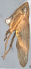 Habitus, lateral view on Arocephalus (Arocephalus) longiceps (Kirschbaum, 1868): Habitus, lateral view. (Observation).