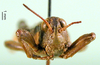 CollectionObject 1566729; e03580b2-3574-4e69-81f5-8f7fc523e98c: male, frontal view (paratype). (CollectionObject).