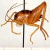 CollectionObject 1499250; f6850033-305b-49ae-b247-e8283c81b17d: male, lateral view (holotype). (CollectionObject).