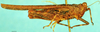 CollectionObject 1505143; 69d26072-6e86-4c8c-b012-1c756277638d, DORSA D086XF02: female, lateral view. (CollectionObject).
