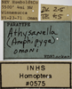 Other on Athysanella (Amphipyga) omani Blocker, 1990: Labels - Face. Labels for the Paratype specimen used for the face view. (Observation).