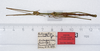 CollectionObject 1557081; ee83db3c-c298-4bfd-97a6-4bf99992b93a: copyright ZMUH, Hamburg. male (syntype). (CollectionObject).;CollectionObject 1557082; 23000b72-56cc-4352-b179-0532f7f9af54: copyright ZMUH, Hamburg. male (syntype). (CollectionObject).;CollectionObject 1557083; 6768d7bd-8771-437c-a457-e6fa230fbd93: copyright ZMUH, Hamburg. male (syntype). (CollectionObject).