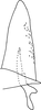 Subgenital plate, ventral view on Andanus bimaculatus Linnavuori, 1959: Subgenital plate. (Observation).