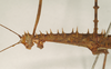 CollectionObject 1562109; NHMUK(SF IMPORT DUPLICATE) 844567, 373952ad-9694-4b07-a526-0d826aa0dc25: copyright Natural History Museum, London. female: head and thorax, lateral view (holotype). (CollectionObject).