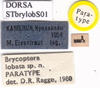 CollectionObject 1530853; 48b10db1-86f1-4d43-bf97-7f6d4cd4e0bd: labels (paratype). (CollectionObject).