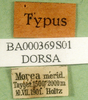 CollectionObject 1501488; fdf1d061-da21-4336-a960-571214d0bd28, DORSA BA000369S01: labels (holotype). (CollectionObject).