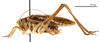 CollectionObject 1475895; ea9dd328-6dbe-4dd2-b535-d6a8eeecc279: male, lateral view (holotype of Gampsocleis kaszabi Bazyluk, 1972). (CollectionObject).