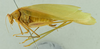 CollectionObject 1476183; 71178f05-e017-413e-bc0b-d5d8364be1be: male habitus, lateral view (holotype). (CollectionObject).