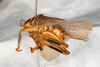CollectionObject 1585402; d74bb343-6f92-4fac-84d1-8b8cbe4a9694: male, lateral view (syntype). (CollectionObject).