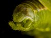 CollectionObject 2323414; c7069037-28a4-4776-b257-4cfb164d66b9: Male, terminalia, caudal-lateral view. (CollectionObject).