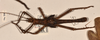 copyright OUMNH. male of Heteropteryx grayii (paralectotpe). Depicts CollectionObject 1558873; 2132ec91-ed80-4a43-b4b5-d4c5c1ec1a93, a CollectionObject.;copyright OUMNH. male of Heteropteryx grayii (paralectotpe). Depicts CollectionObject 1558874; 39fe98fa-ac6f-48fa-b445-a139b0d533e9, a CollectionObject.