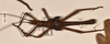 CollectionObject 1558873; 2132ec91-ed80-4a43-b4b5-d4c5c1ec1a93: copyright OUMNH. male of Heteropteryx grayii (paralectotpe). (CollectionObject).;CollectionObject 1558874; 39fe98fa-ac6f-48fa-b445-a139b0d533e9: copyright OUMNH. male of Heteropteryx grayii (paralectotpe). (CollectionObject).
