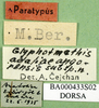 CollectionObject 1545335; ea137f87-2966-4f6d-9374-ccd0084de17e: labels (paratype of Glyphotmethis adaliae angorensis). (CollectionObject).